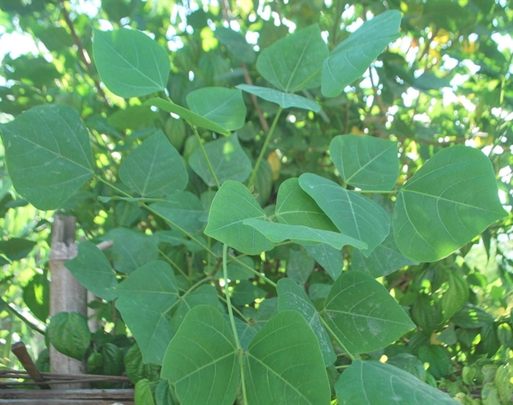 Bai thuoc chua dut benh tri tu dau tam va la vong-Hinh-8